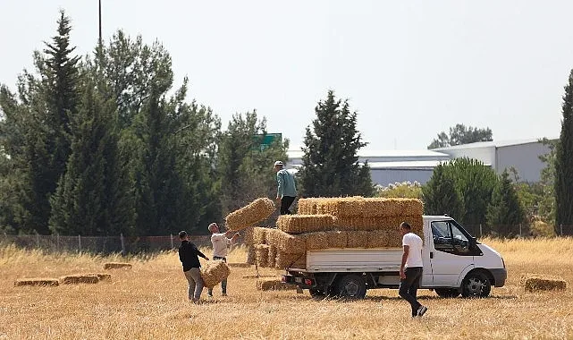 Buca Belediyesi'nden Hayvancılık Yapan Üreticilere Saman Desteği