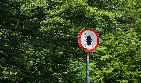 Kene Kaynaklı KKKA Riski Artıyor: Erken Müdahale Hayati Önem Taşıyor