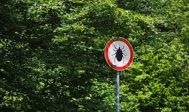 Kene Kaynaklı KKKA Riski Artıyor: Erken Müdahale Hayati Önem Taşıyor