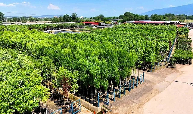 Kocaeli Büyükşehir Fidanlıkları Şehre Estetik ve Ekonomik Katkı Sağlıyor