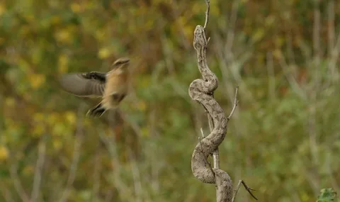 Muhteşem Yırtıcılar: Zehirliler National Geographic WILD'da Başlıyor