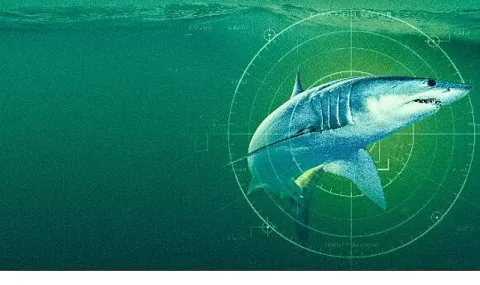 Yeni Zelanda Sularındaki Dev Mako Köpekbalıkları National Geographic WILD'da