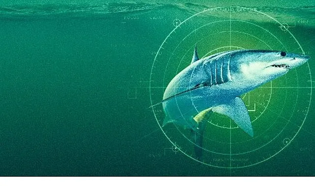 Yeni Zelanda Sularındaki Dev Mako Köpekbalıkları National Geographic WILD'da