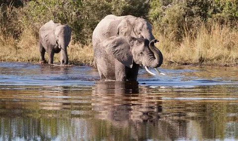 Afrika'nın Gizemli Nehri: Boteti'nin Yaşam Mücadelesi National Geographic WILD'da