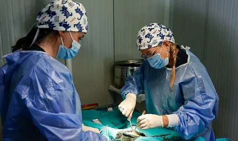 Antalya'da Mobil Kedi Kısırlaştırma Hizmeti Yoğun İlgi Görüyor