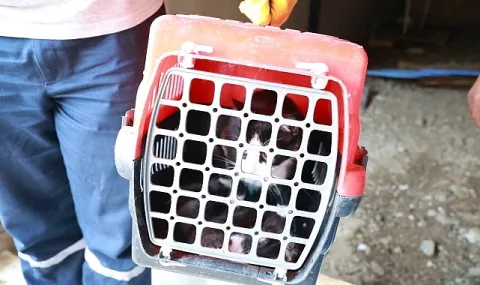 Bursa Ovası'nda Kaçak Yapı Yıkımında Anne Kedi ve Yavruları Kurtarıldı