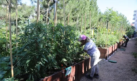 Çankaya Kent Bostanlarında İlk Ürünler Toplandı: Mutlukent ve ATA'da Hasat Coşkusu