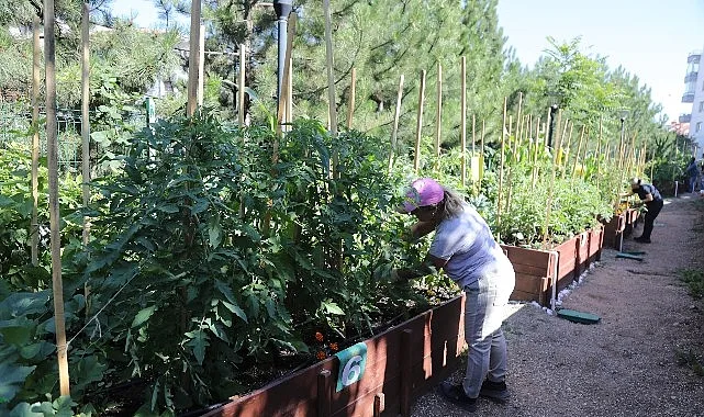 Çankaya Kent Bostanlarında İlk Ürünler Toplandı: Mutlukent ve ATA'da Hasat Coşkusu