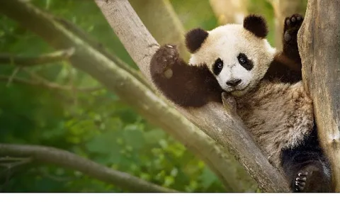 Dev Pandaların Hayata Hazırlık Macerası: Panda Akademisi 2 Ağustos'ta Başlıyor