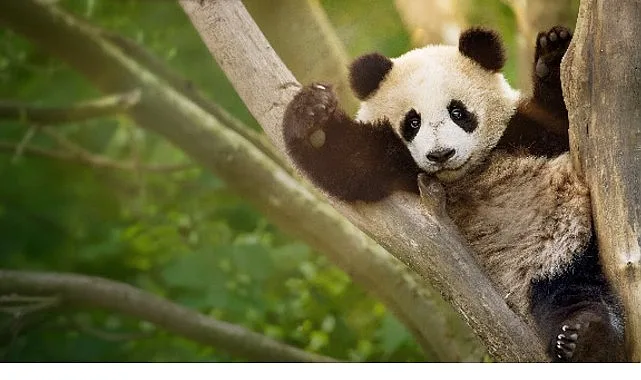 Dev Pandaların Hayata Hazırlık Macerası: Panda Akademisi 2 Ağustos'ta Başlıyor