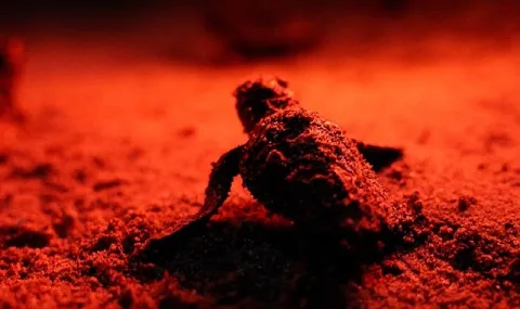 Didim'de Caretta Caretta Yavruları Denizle Buluştu: Koruma Sürecek