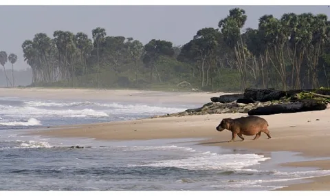 Gabon'un Sörfçüleri" Belgeseli 22 Ağustos'ta National Geographic WILD'da İzleyiciyle Buluşuyor