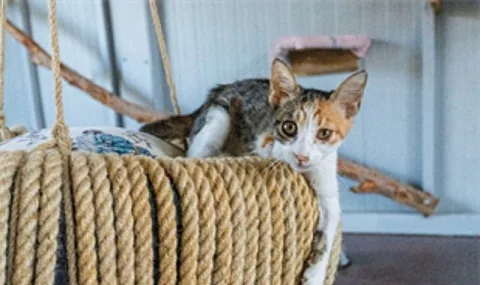 İzmir'de Özel Gereksinimli Kedilere Sıcak Yuva: Engelli Kedi Evi Açıldı