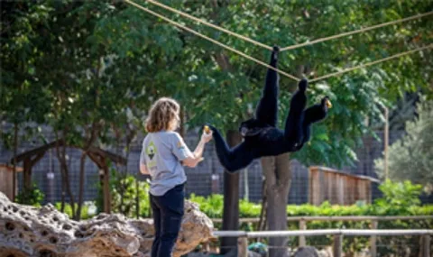 İzmir Doğal Yaşam Parkı'na Yeni Konuklar: Dallarda Uçan Gibonlar