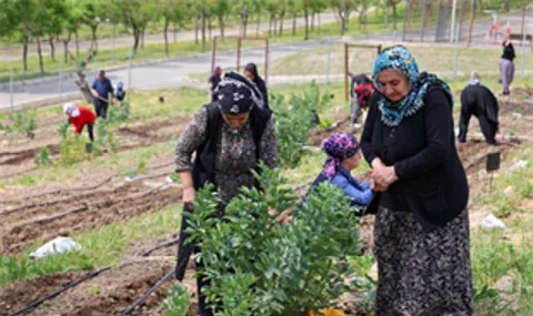 İzmir Mahalle Bostanları'nda Yaz Hasadı Devam Ediyor: Kadınlar Üretiyor