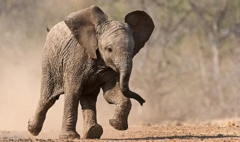 Küçük Devler Belgeseli 23 Ağustos'ta National Geographic WILD'da