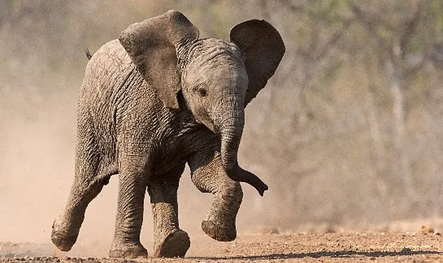Küçük Devler Belgeseli 23 Ağustos'ta National Geographic WILD'da