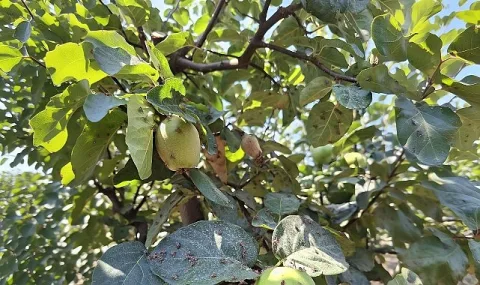 Menderes'te Akdeniz Meyve Sineğiyle Biyoteknik Mücadele Başladı