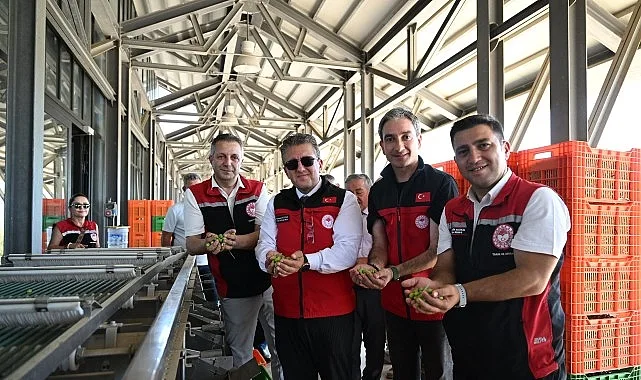 Türkiye'de Zeytin Sezonu Başladı: İlk Hasat Dikili Bademli'de Yapıldı