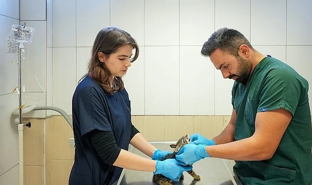 Maltepe'de Sahipsiz Kedi Kısırlaştırma Randevuları Dijitale Taşınıyor
