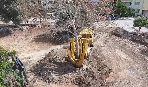 Didim Kaykay Parkı İnşaatında Ağaçlar Yeni Yerine Taşındı