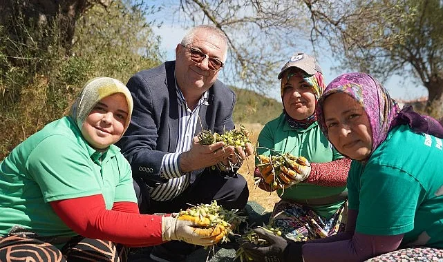 Edremit Belediyesi 2026-2027 Zeytin Sezonunu Başlattı