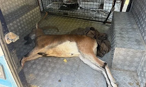 Kemer'de tedaviye alınan nesli tükenme tehlikesindeki dağ keçisi